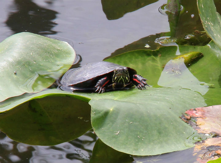 Painted Turtle